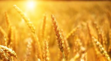 wheat