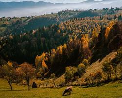Photo by Andrei Mike on Unsplash The image shows grasslands and forest in a mountainous landscape.