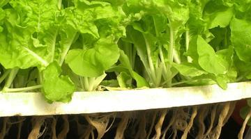 Food technology