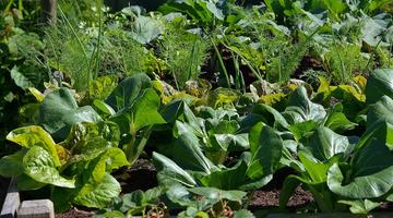 Community Garden