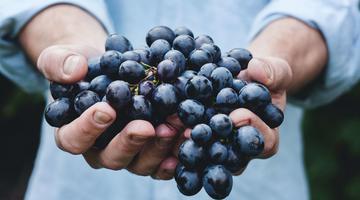 The image shows the hands of a person holding grapes and presenting them for the camera.