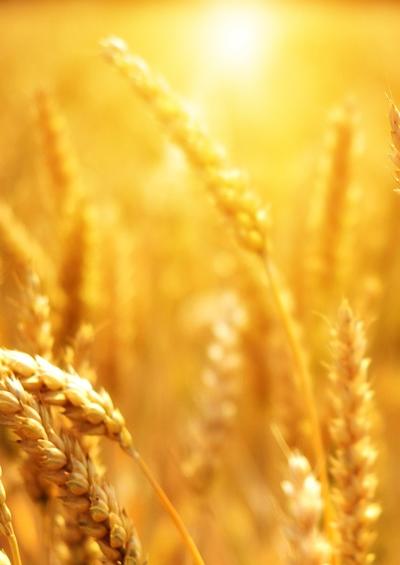 wheat