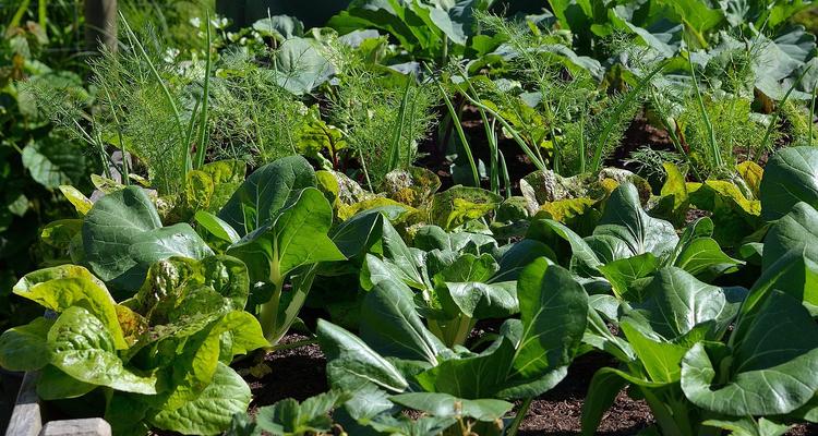 Community Garden