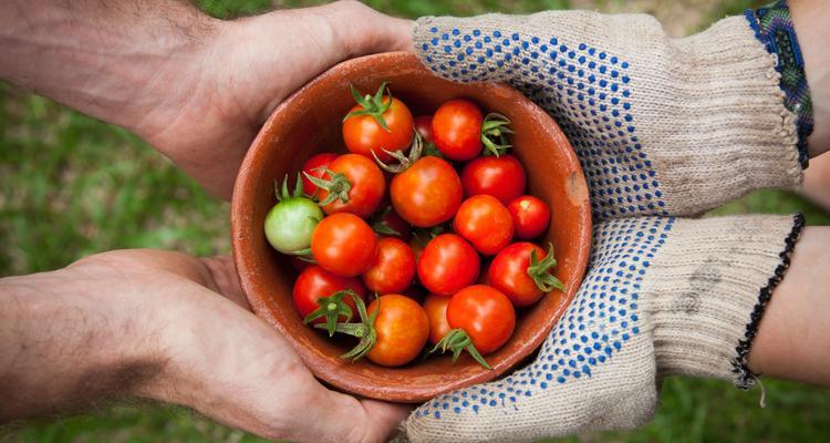The image shows a bowl filled with tomatoes that is handed over between two people.