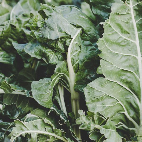 The image shows green chard leaves in a close-up shot.