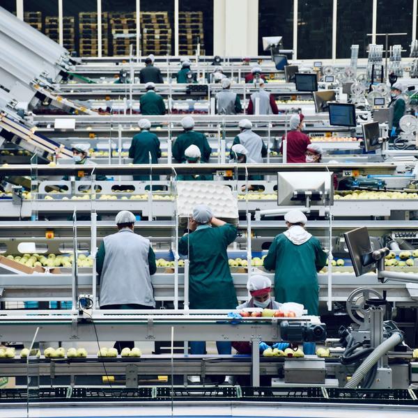 The image shows a production hall, where cleaning and packaging of apples takes place.